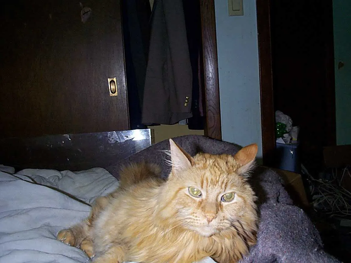 Chessnut sitting on the bed