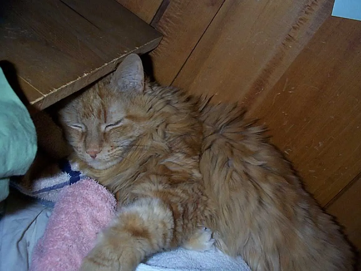 Chessnut resting beside a wooden dresser