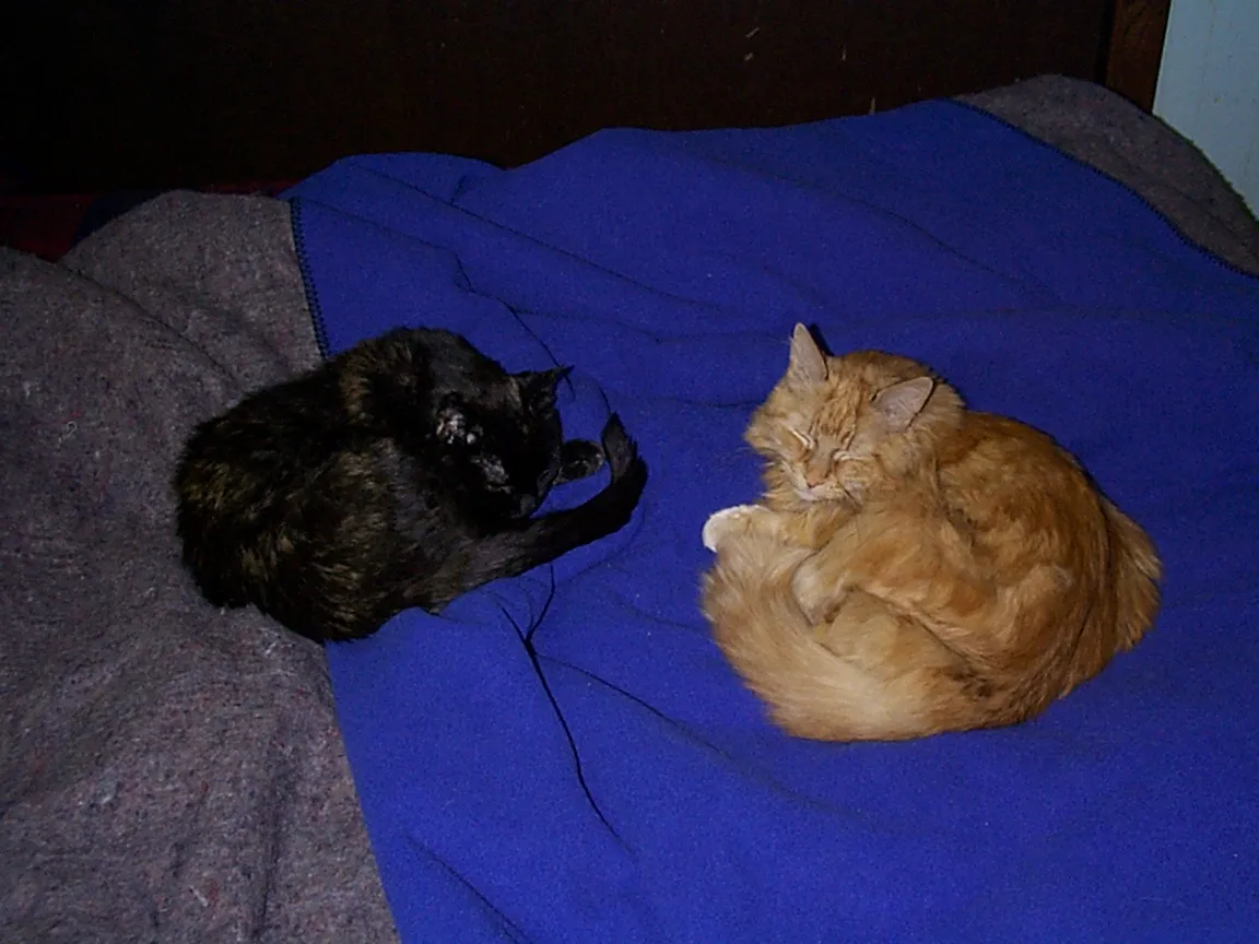 Goldie and Chessnut sleeping together on a blue blanket