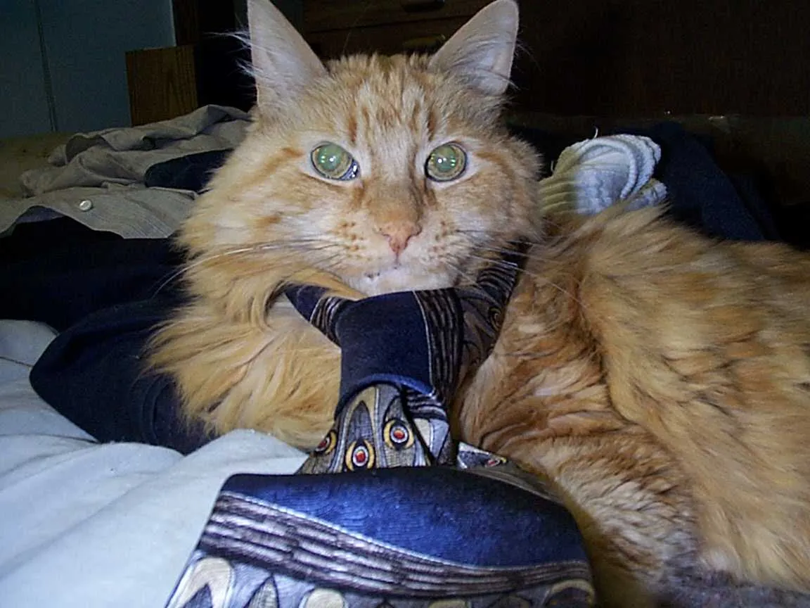 Chessnut wearing his necktie