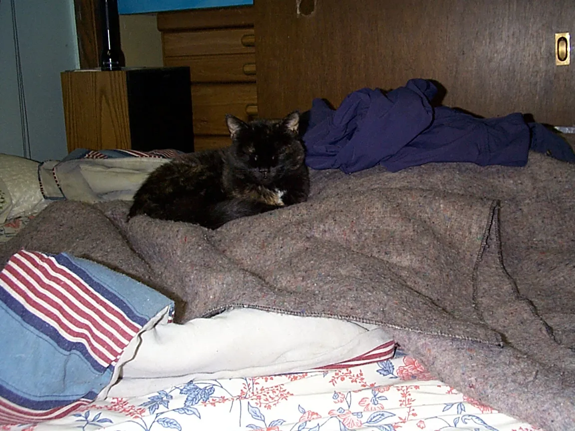 Goldie resting on the bed after being awakened