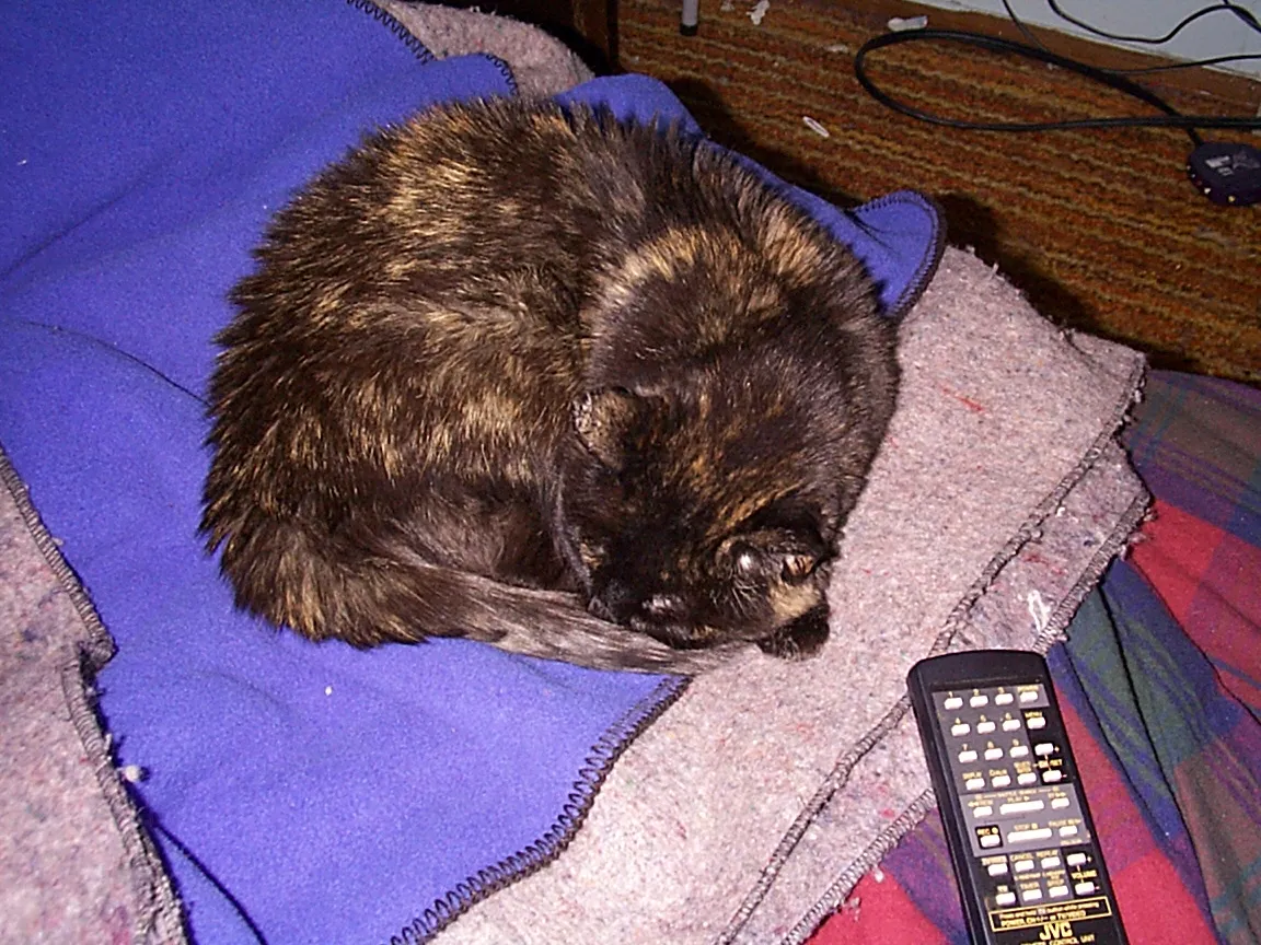 Goldie curled up asleep on a blanket