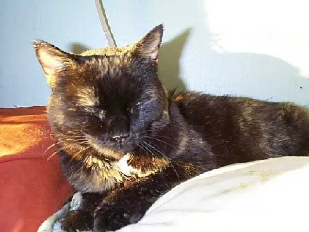 Goldie resting on a pillow in the sunshine